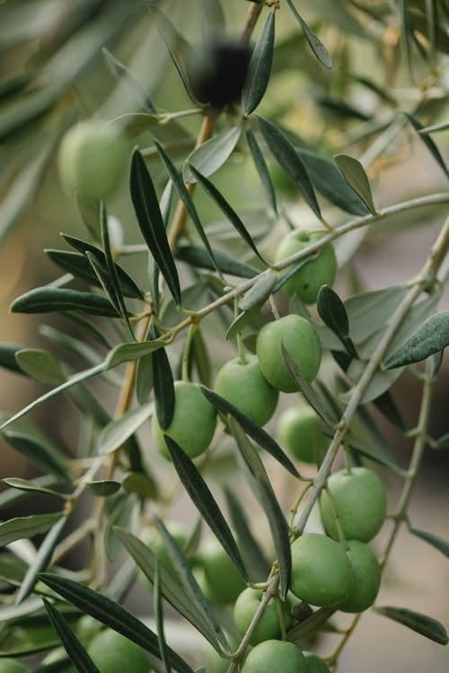 Que faire sur Agriafaire ?