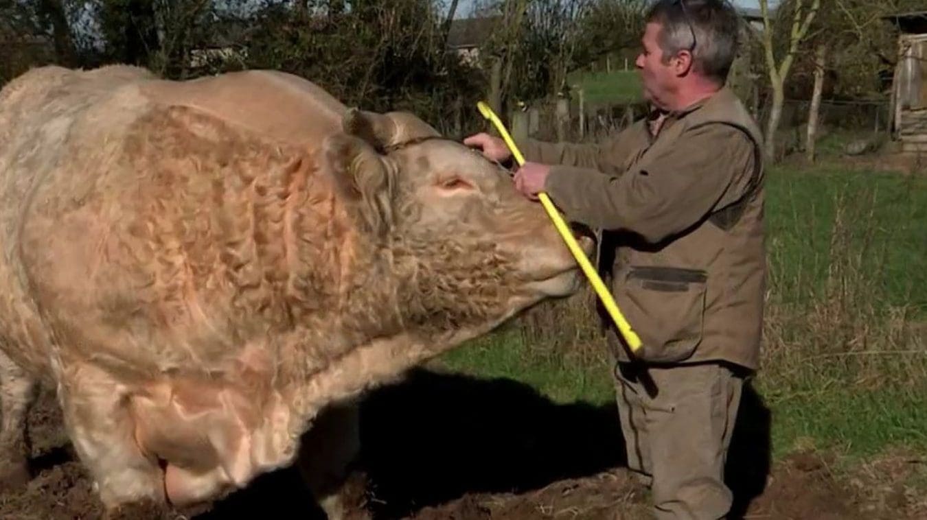 L&rsquo;Homme Taureau en Amour : Naviguer les Eaux du Début de Relation
