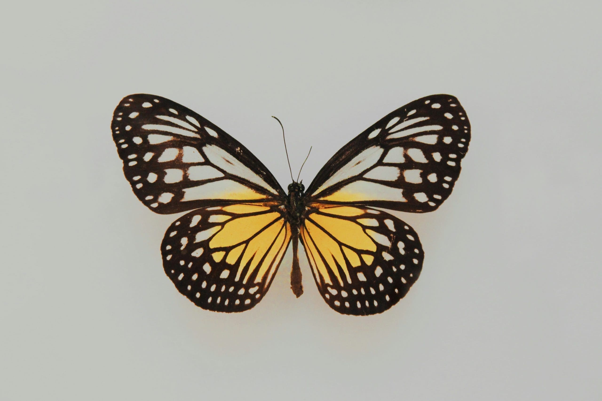 Pourquoi le butterfly ping pong est-il la nouvelle tendance des passionnés de tennis de table ?