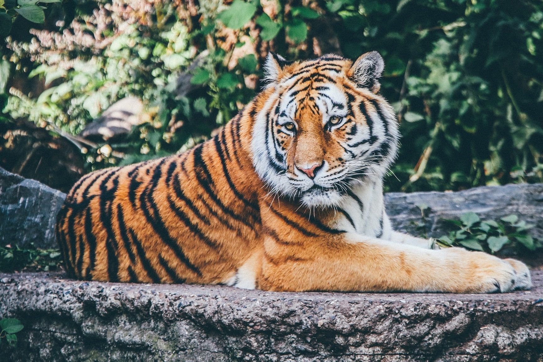 Portrait Chinois Animalier : Quels Animaux Représentent le Mieux Notre Technosphère ?