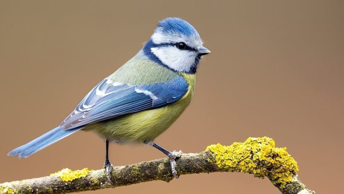 Quelle est la signification de la présence des crapauds dans votre jardin ?